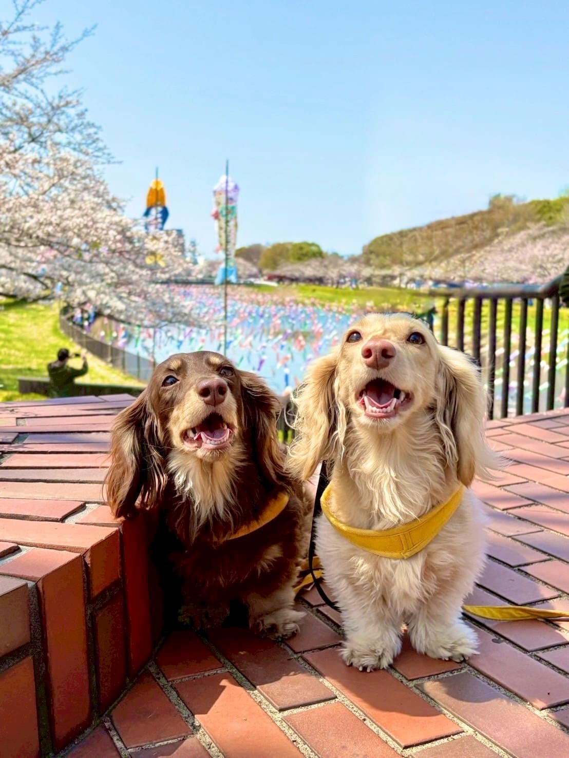 まろんとブラン ─ わんこメディア看板犬
